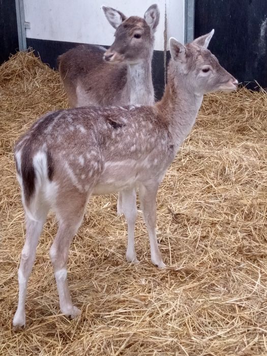 Daniel młody samiec