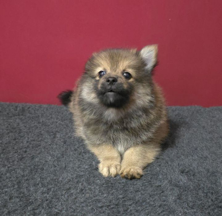 Spitz alemão anão