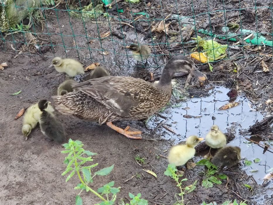 Ovos galados de pata corredor indiano