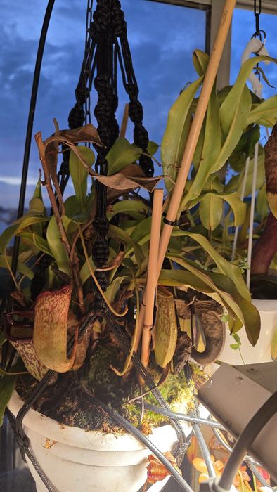 Planta carnívora
