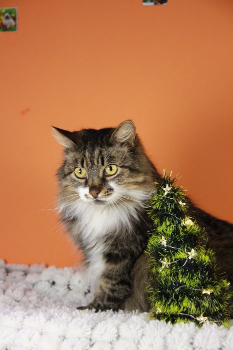 Киця Глаша з Покровська