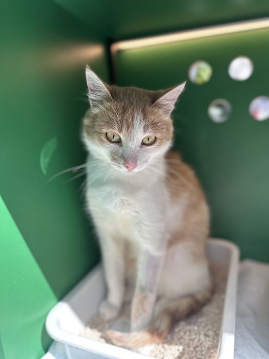 Котик рудий білий рижий кіт кошеня 8 місяців