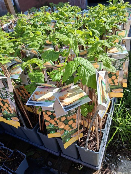 Planta Framboesas amarelas