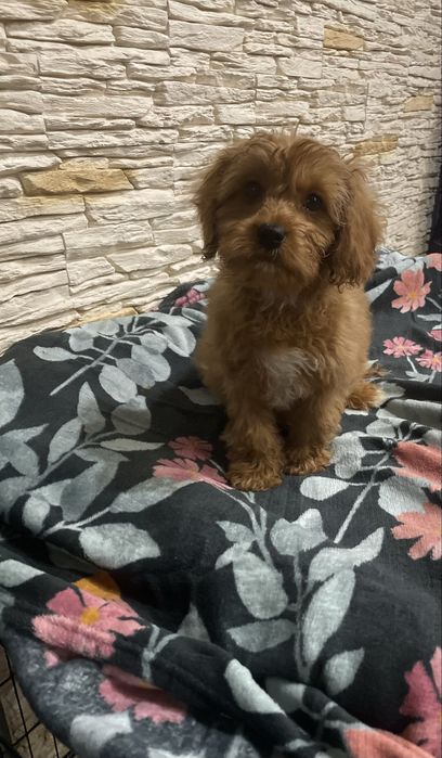 Cavapoo samiec red pudel cavalier