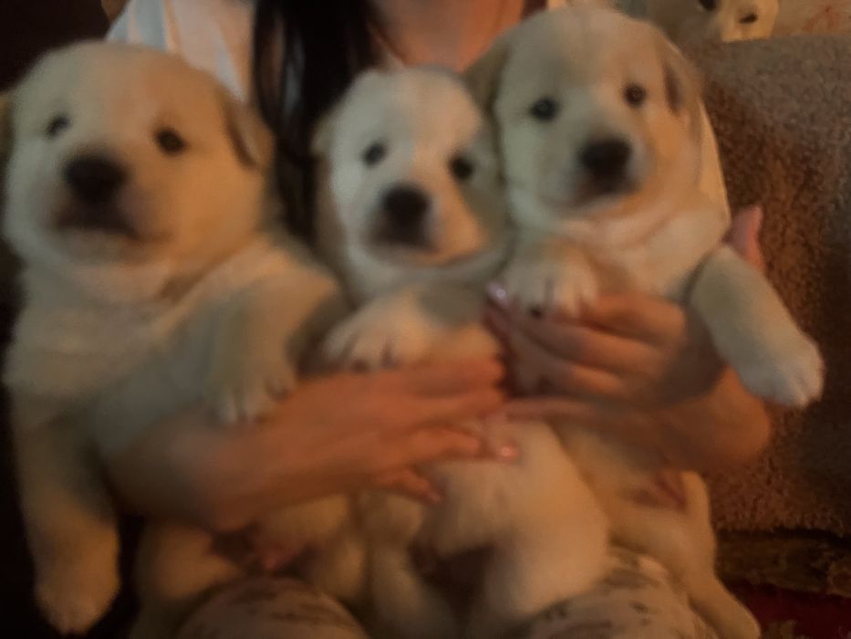 Цуценята (метиси) від білої Шиба Іну — не для розведення