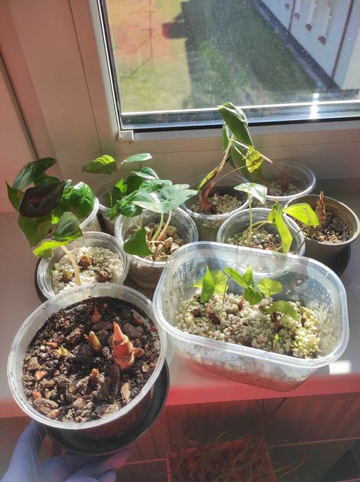 Alokazje, różne odmiany