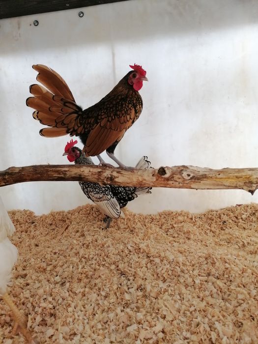 Koguty własny lęg spod kwoki naturalnie