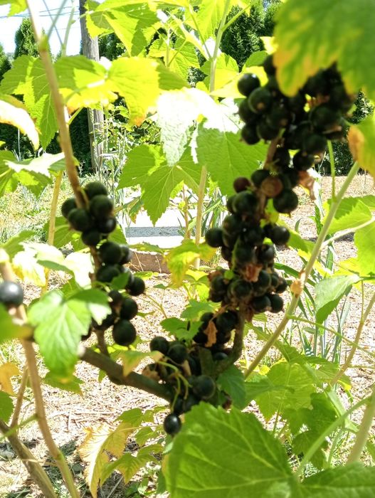 Агрус червоний та Смородина чорна, порічка червона і біла, саджанці