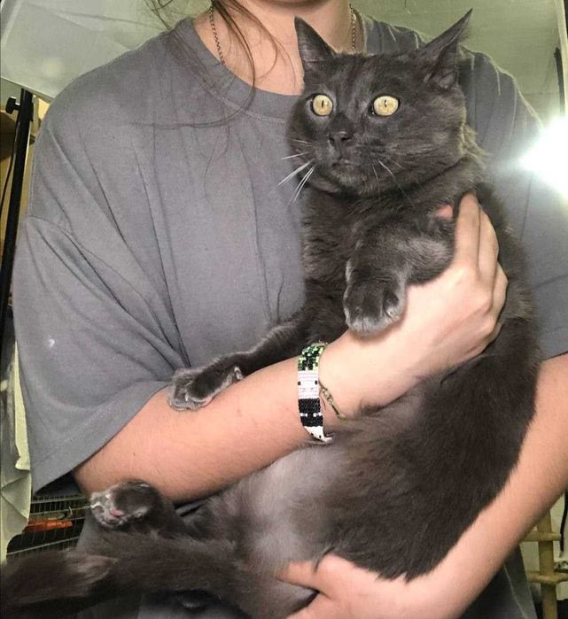 Серебристого кота Шартреза зовут Бусинка, ему приблизительно 3 года