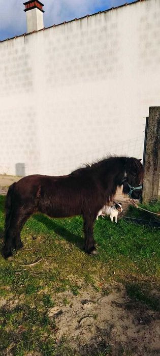 Pónei fêmea muito bonita