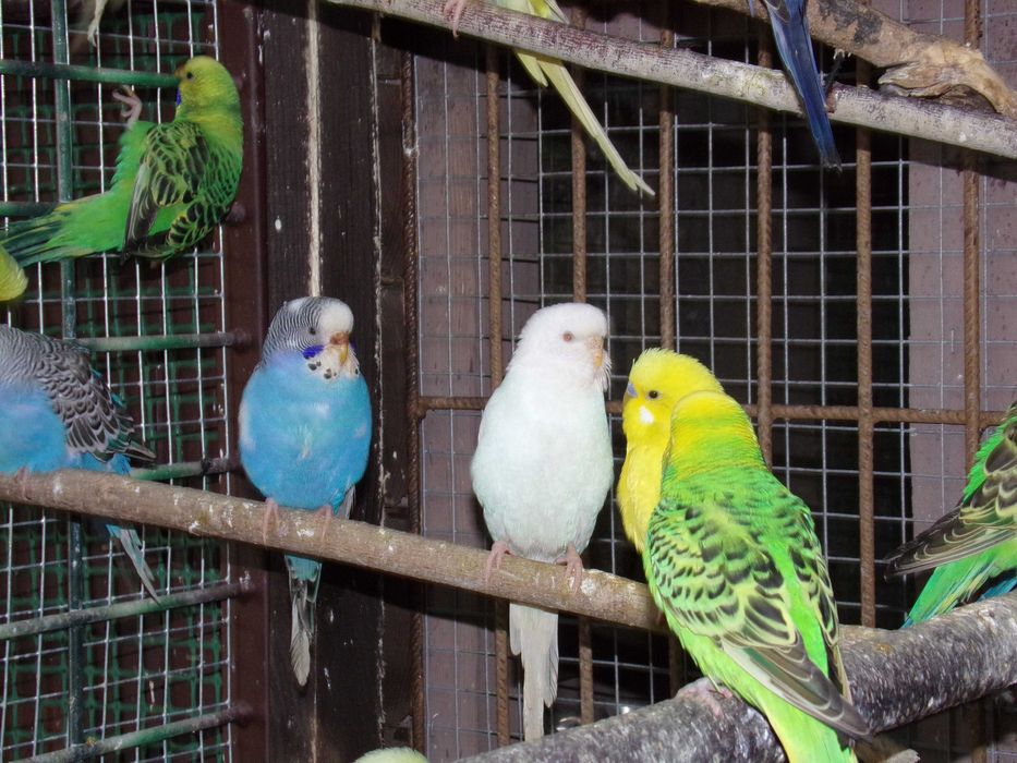 Papugi papużki faliste MŁODE 2026 WARSZAWA