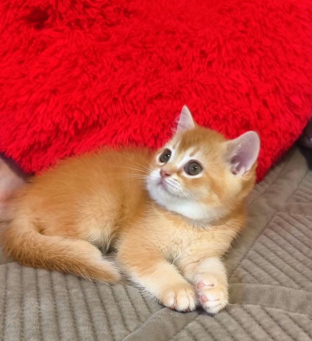 хлопчик шотландський котята котики