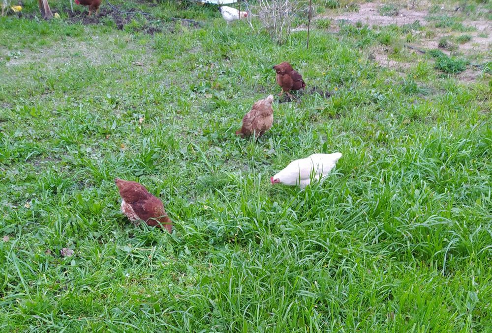 Ovos Galinhas Caseiras, Criadas  campo