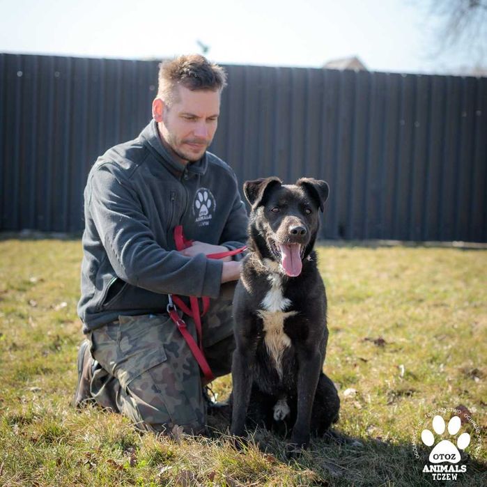 OTOZ TCZEW - BATAT - szuka domu!