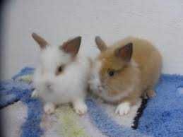 Coelhos anões mini domésticados +Gaiola Nova +alimentação adequada