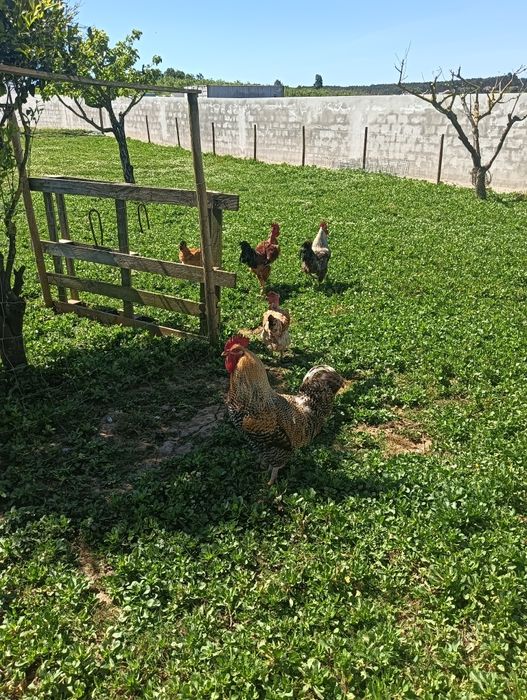 Patos; Galos;Galinhas; Frangos; Gansos ;