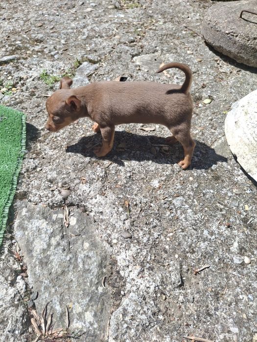 Vendo casal de chivinhas anãs