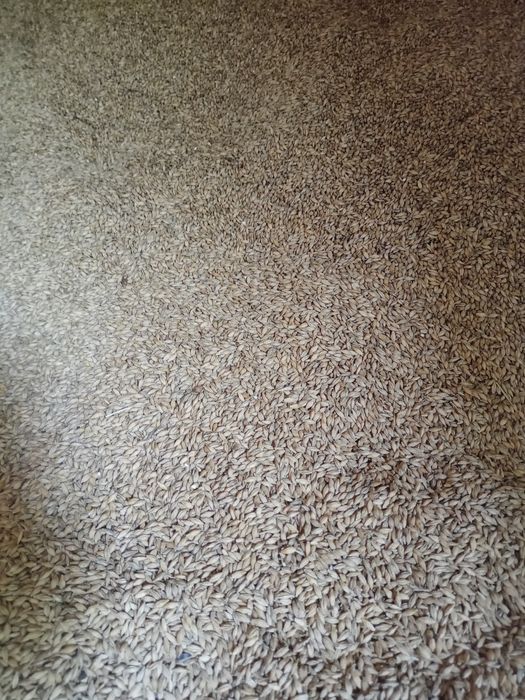 Pszenżyto jeczmień owies