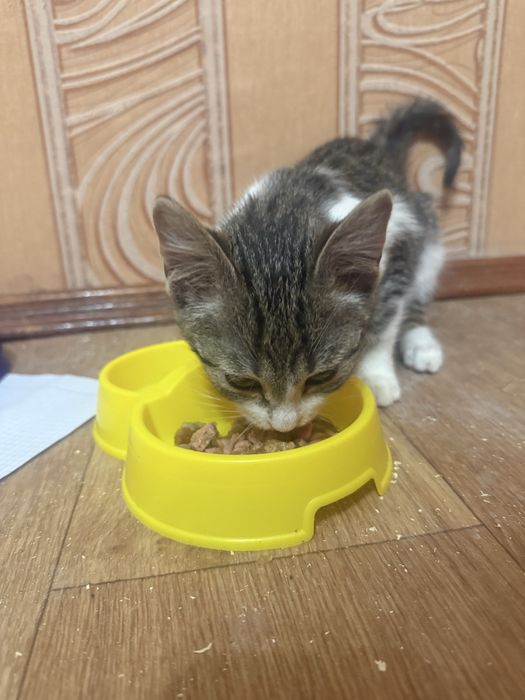 Котик шукає добру сімʼю