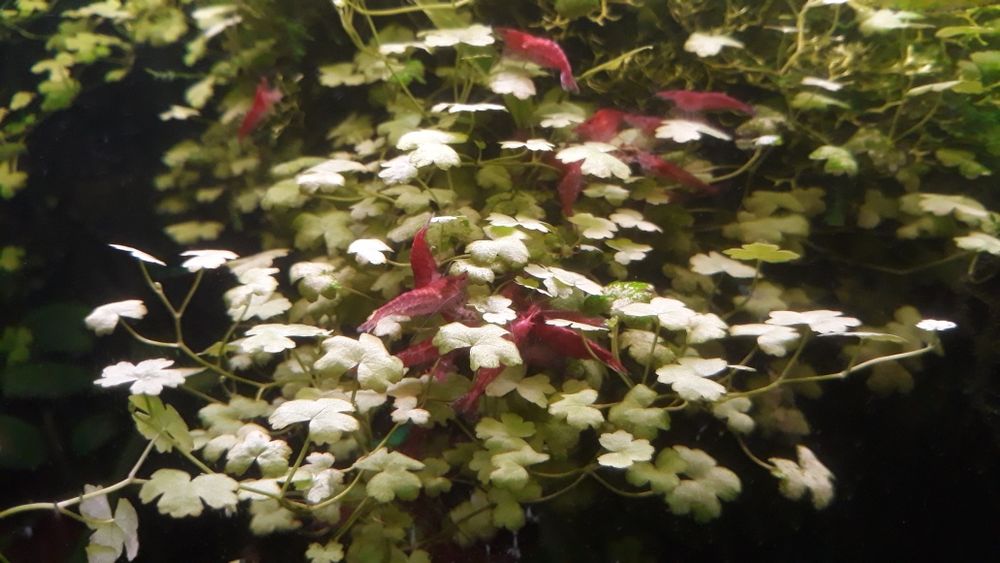 Krewetki red  cherry