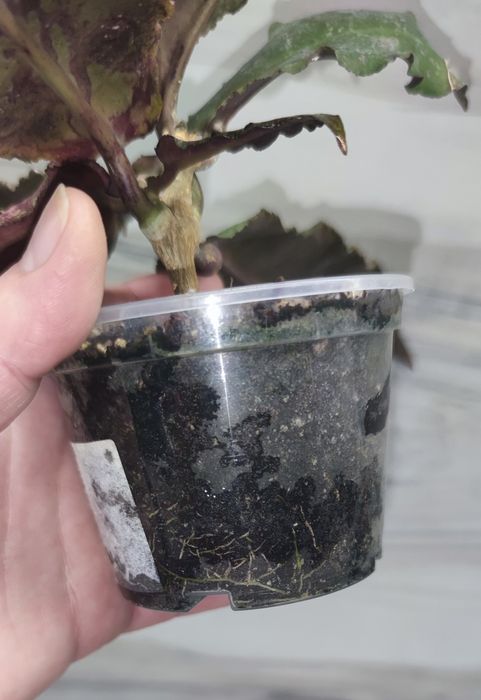 Хойя Hoya Undulata Army