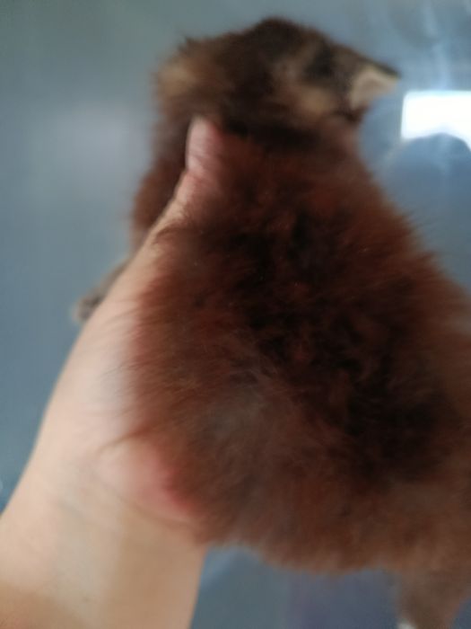 Дві дівчинки золоті