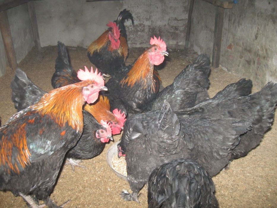 Продам молодых петушков марана чёрно медного.Продам яйца марана .