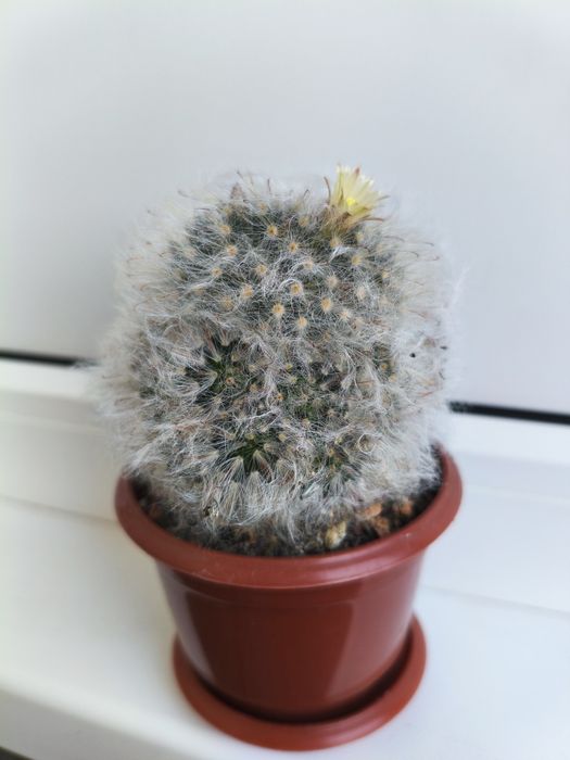 Мамілярія бокасана (mammillaria bocasana), дорослий пухнастий кактус 8 см. з дітками
