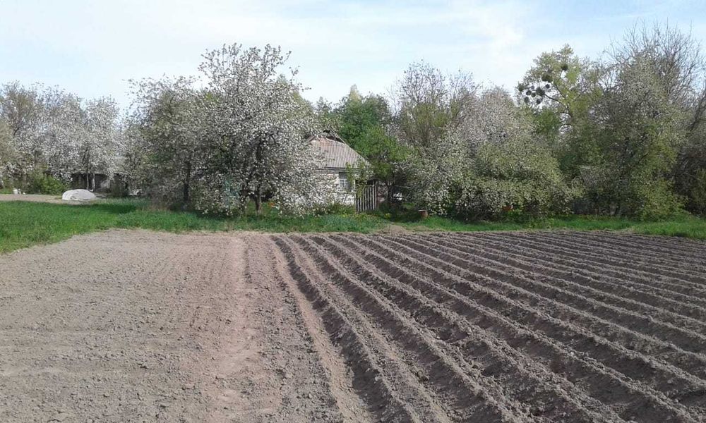 Продам будинок Київська обл.Фастівський р-н с Грузьке вул Брусилівська