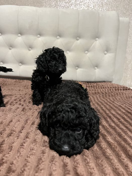 Справжній ТОЙ ПУДЕЛЬ