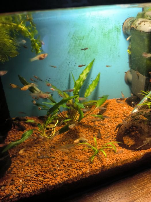 Gupiki, mieczyki, glonojady.