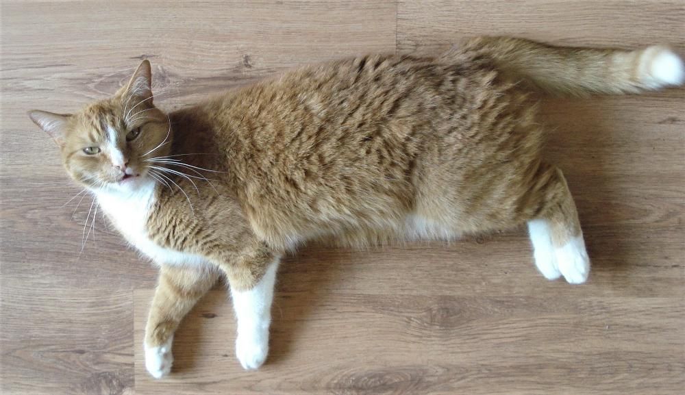 Proszę pomóżcie szukać Leona!