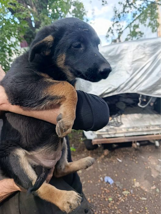 Собаченята шукають господарів