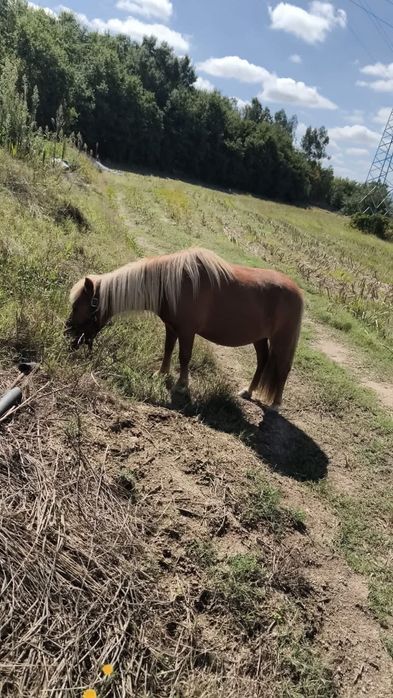Vendo ponei femea de 85,90cm