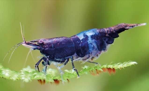 Camarões azuis - aquário agua quente