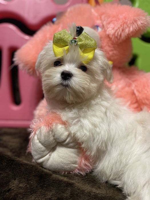 Девочка мальтезе стандарт .док КСУ