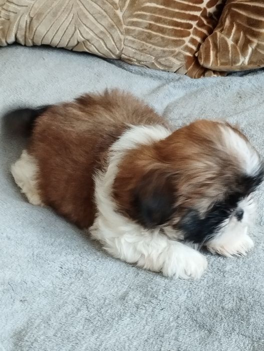 Shih tzu piękny piesek do odbioru