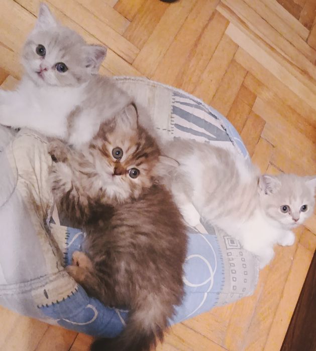 Котики, котята, киця, кіт, шотландські прямовухі