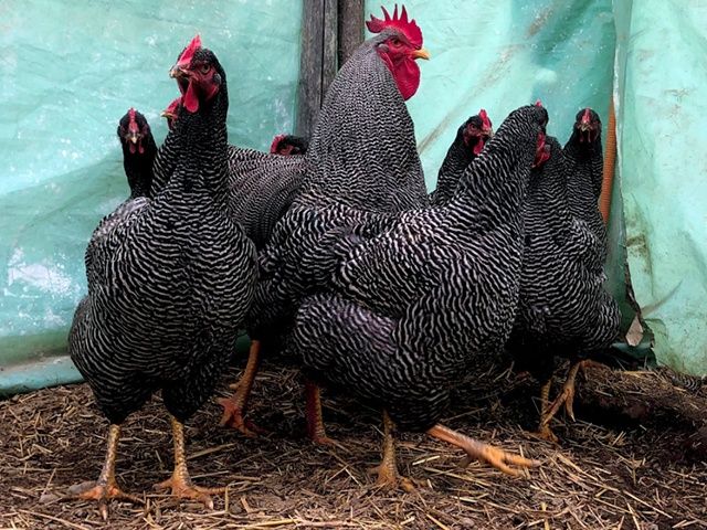 Яйце для інкубації, курчата, Амрокс. Птиця.