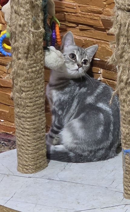 шотландские котятки
