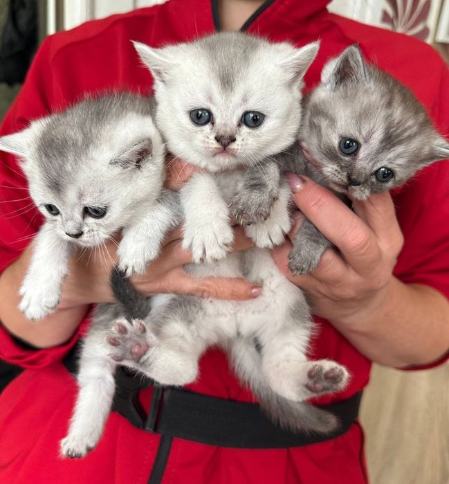 Шотландці,Британці,кошенята, шиншила,серебро , котята