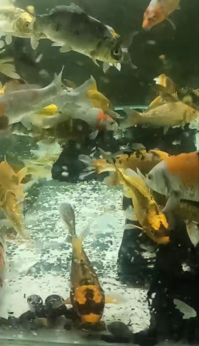 Ставкова риба, карпи кої