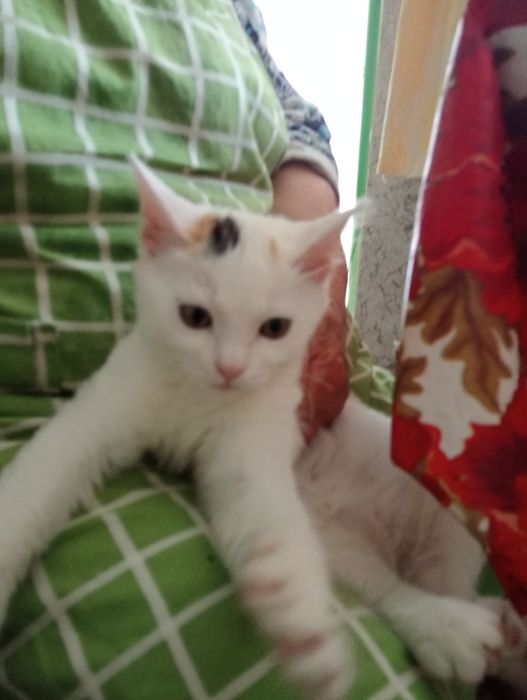 Отдам кошечку 6 мес