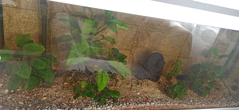 Aquario com filtro