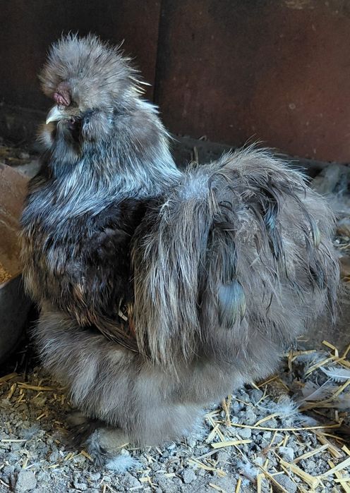 Китайская шёлковая петушки