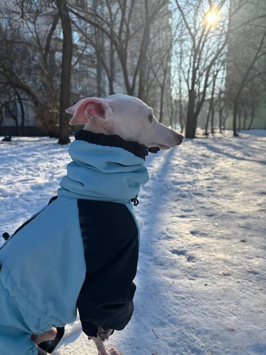 В'язка(Случка) Левреток ( італьянський грейхаунд).Королівська порода