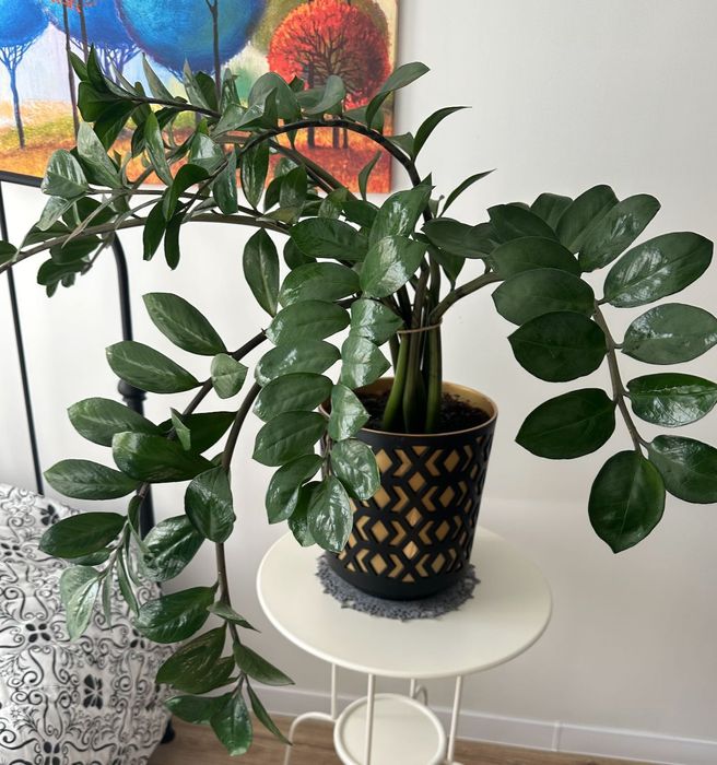 DUŻY Kwiat Zamiokulkas (Zamioculcas zamiifolia) + bardzo duża doniczka