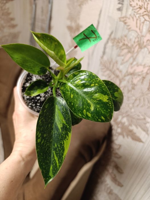 Филодендрон  сорта Конго грин гібрид варієгатний,Magic Ma