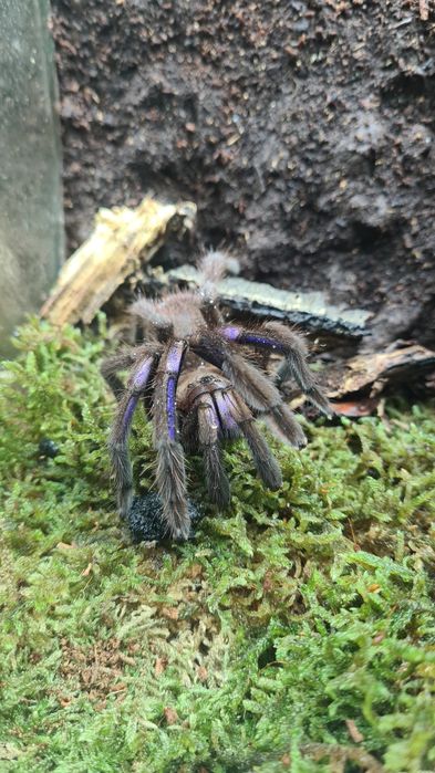 Chilobrachys natanicharum (electric blue) dorosła samica