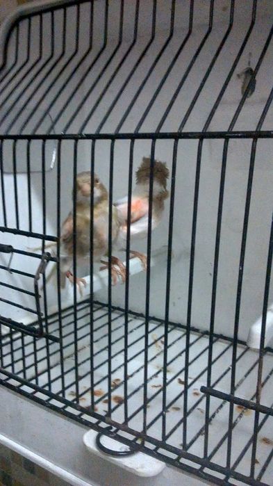 Canários novos e adultos